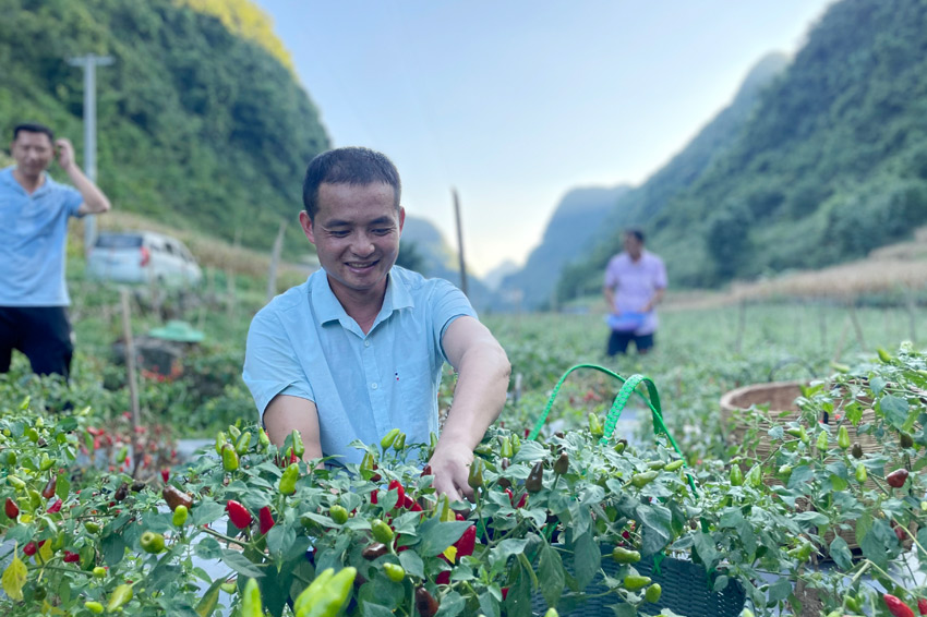 在廣西都安瑤族自治縣菁盛鄉(xiāng)登立村，當(dāng)?shù)厝罕娫诓烧苯贰? ><div   id=
