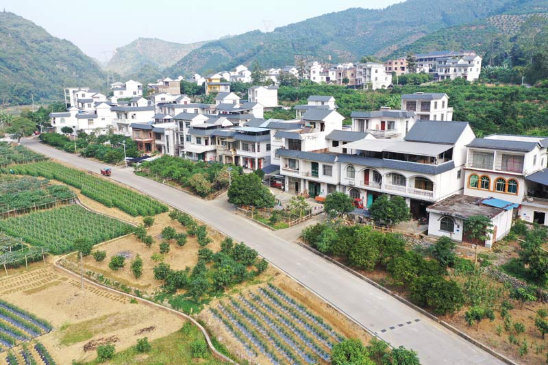 百色市田陽砂糖橘產(chǎn)業(yè)路。