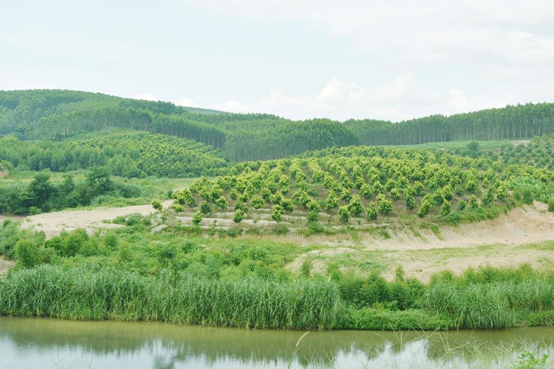 康寧村張村坡澳洲堅(jiān)果種植基地