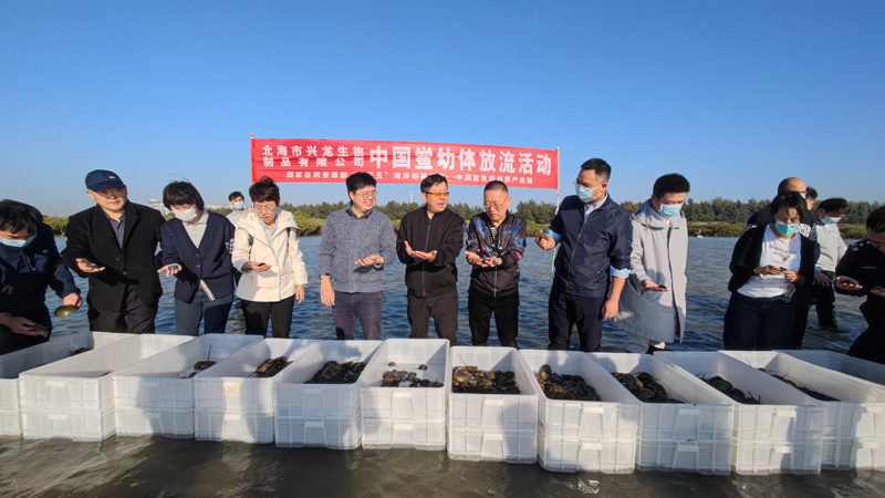 北部灣大學(xué)科研團(tuán)隊(duì)參加中華鱟幼體放流活動(dòng)。