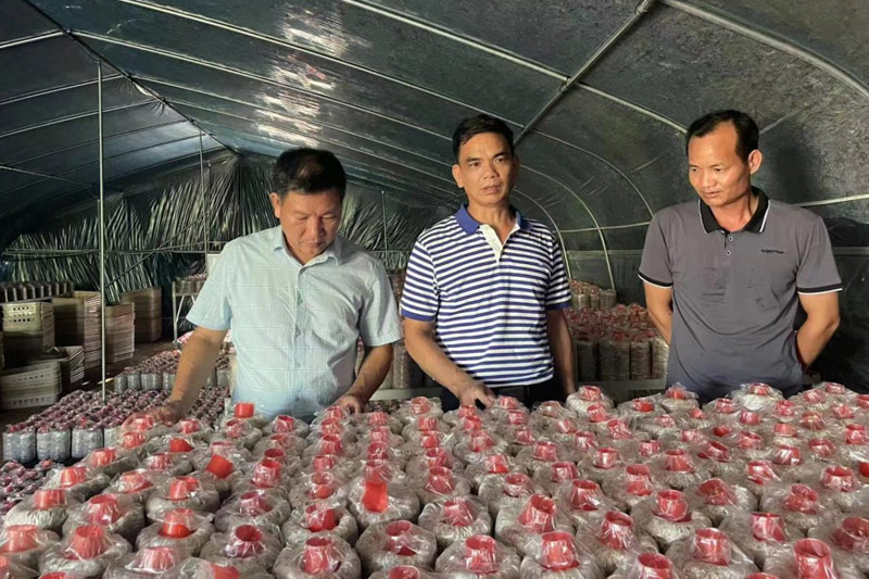 以黨員華超漢（右一）為帶頭人組建食用菌示范基地項(xiàng)目5萬棒種菌培育良。