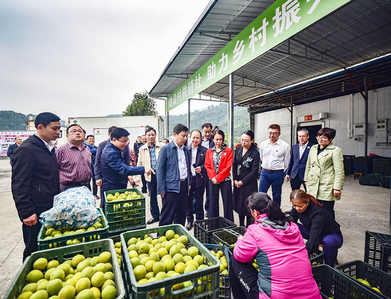 羅漢果豐收。