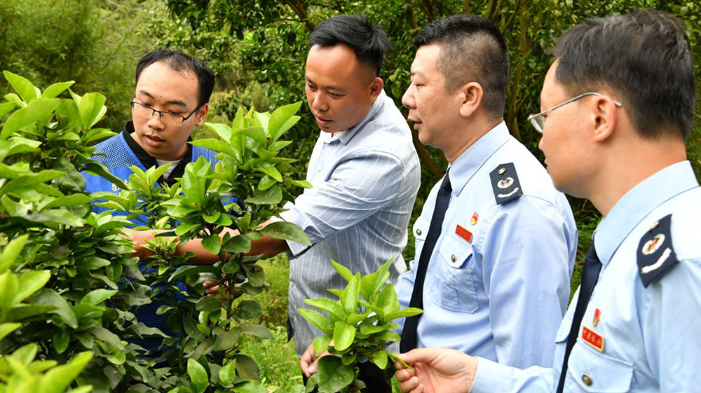 長(zhǎng)洲區(qū)稅務(wù)局助力鄉(xiāng)村振興長(zhǎng)州區(qū)稅務(wù)局黨委在企力鞏固脫貧攻堅(jiān)成果同時(shí)，積極發(fā)揮稅收職能作用，實(shí)現(xiàn)了鄉(xiāng)村面貌的精彩蝶變。