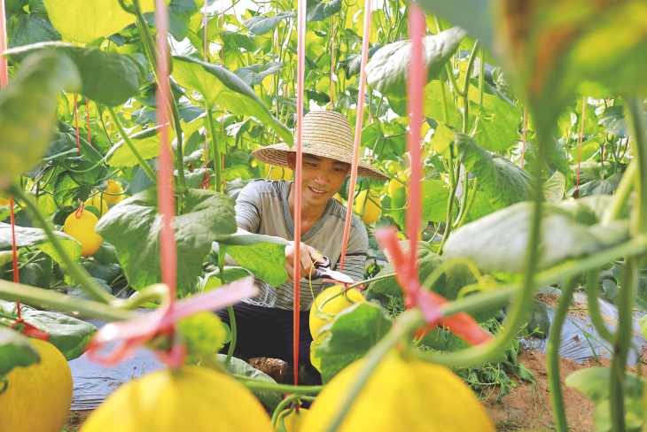 新江鎮(zhèn)那云村村民在果蔬大棚種植示范基地的溫棚里采摘甜瓜。