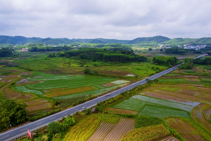省道311線江西鎮(zhèn)錦江村段兩邊的農(nóng)田（鐘慶媚攝）