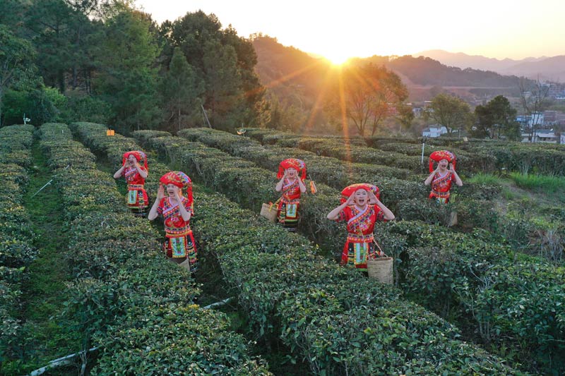 采茶姑娘們，身挎?zhèn)€小巧的竹簍，穿梭在茶樹之間。