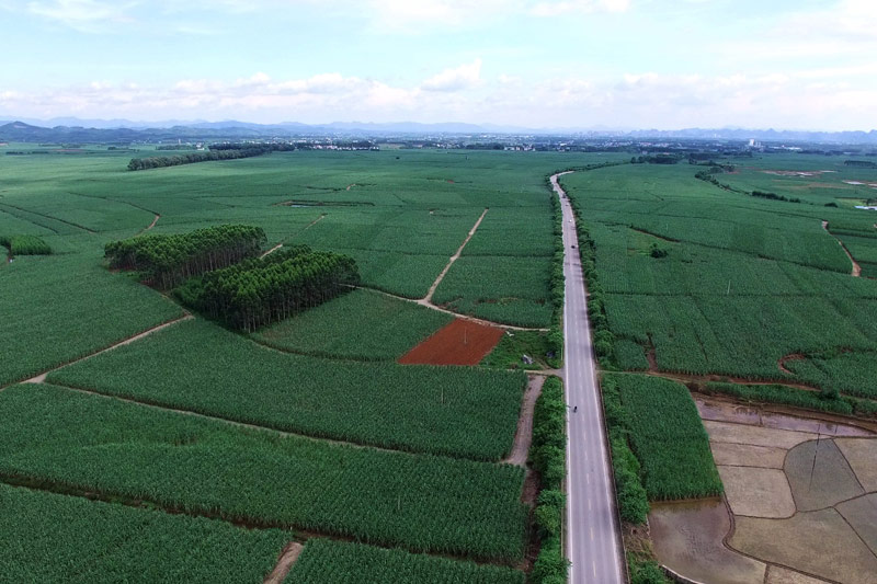 G209線黃茆至金雞路段一望無(wú)際的蔗田