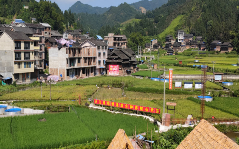獨(dú)峒鎮(zhèn)具盤(pán)村稻螺基地。