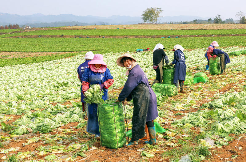 村民們正在打包剛采收的玉芥菜。黃汝德攝