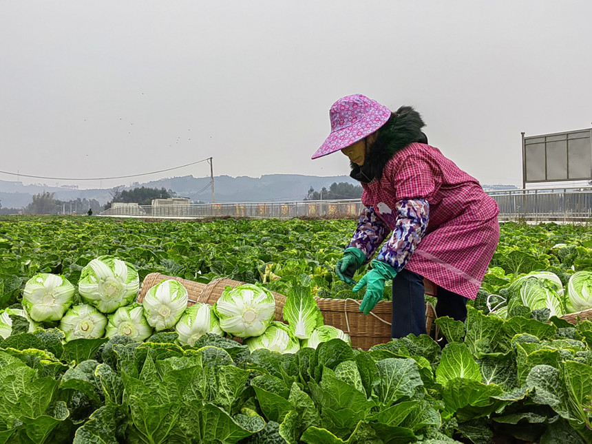 工人正在采收白菜。