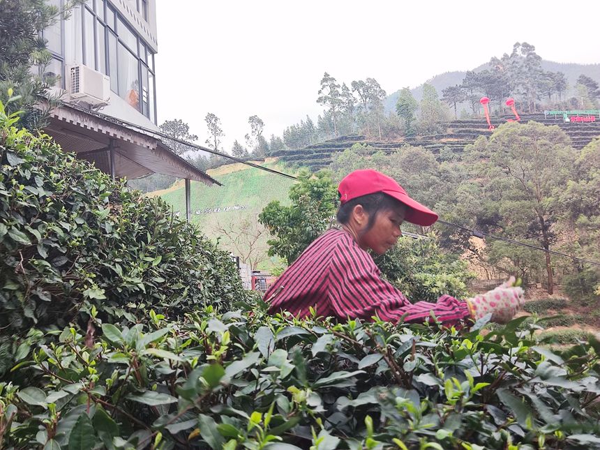 工人正在采摘茶葉。人民網(wǎng)記者 王勇攝
