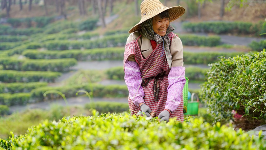 工人正在采摘茶葉。覃塘區(qū)融媒體中心供圖
