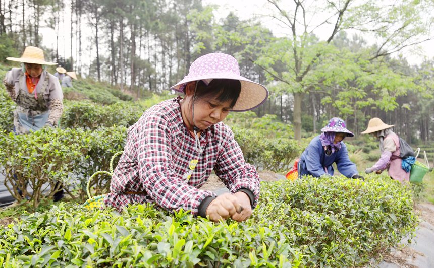 工人們忙著采茶。韋東保攝