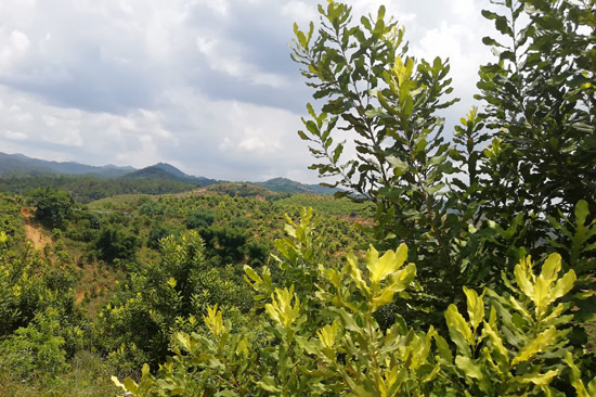 岑溪堅果基地。黎明鋒攝