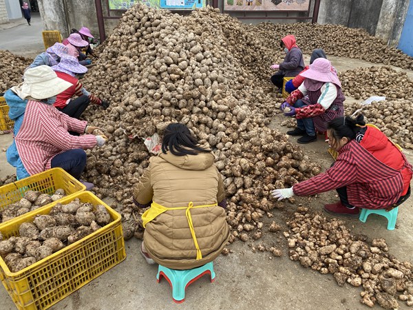 農(nóng)戶對(duì)采收下來的藥材進(jìn)行篩選。廣西三豐現(xiàn)代農(nóng)業(yè)有限公司供圖