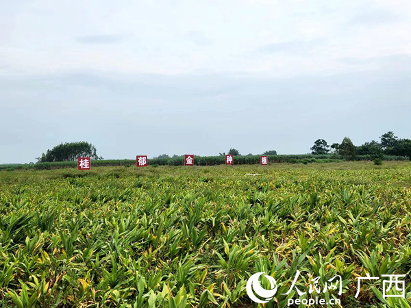 桂郁金種植基地。人民網(wǎng) 黃子婧攝