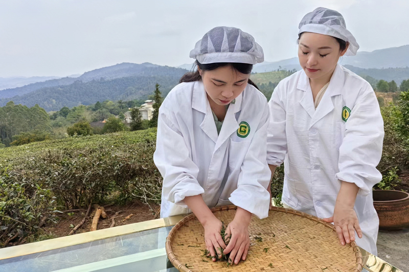 揉捻。黃華江攝