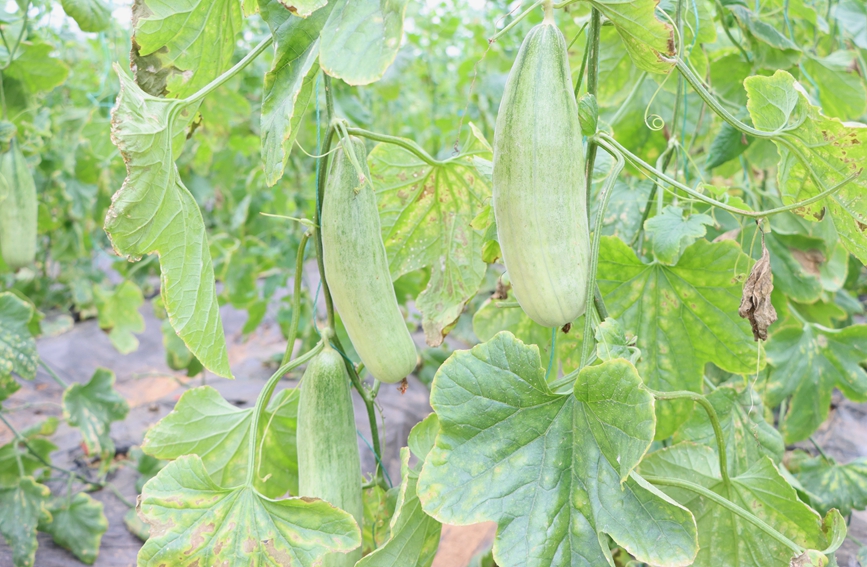 綠油油的羊角蜜。黃曦?cái)z