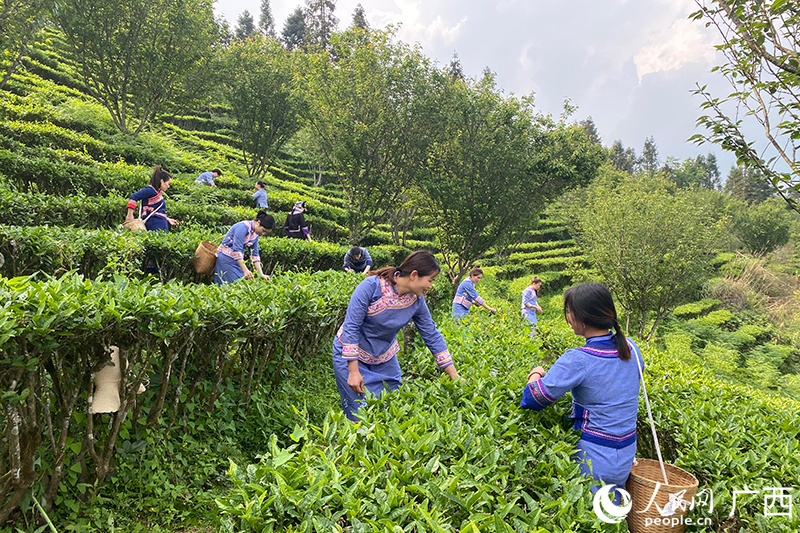 高山有機(jī)茶園。人民網(wǎng) 馮肖慧攝