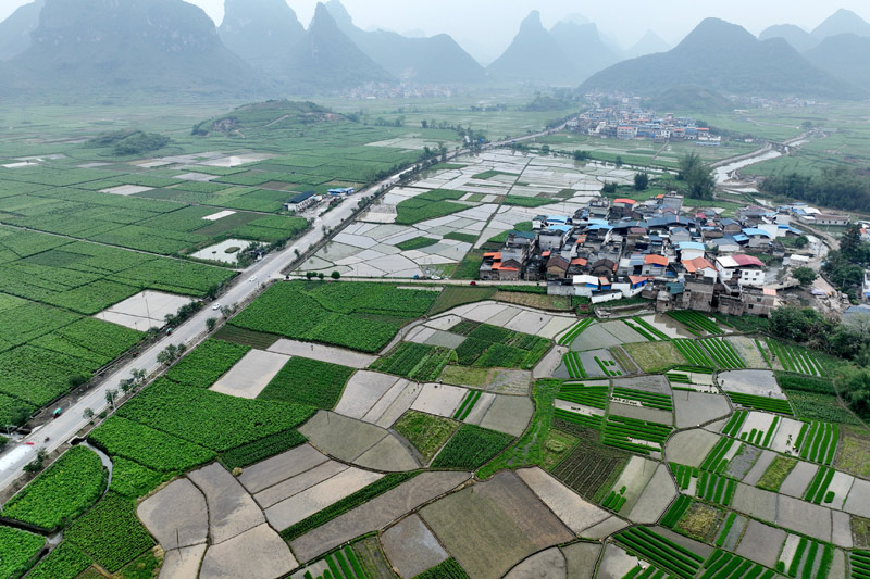 羅城四把鎮(zhèn)石門(mén)村稻田風(fēng)景。