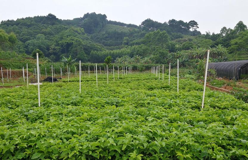 港北區(qū)：育好一株苗 做大一個(gè)產(chǎn)業(yè)