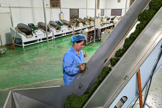 群眾在一尖茶葉生產(chǎn)基地工作