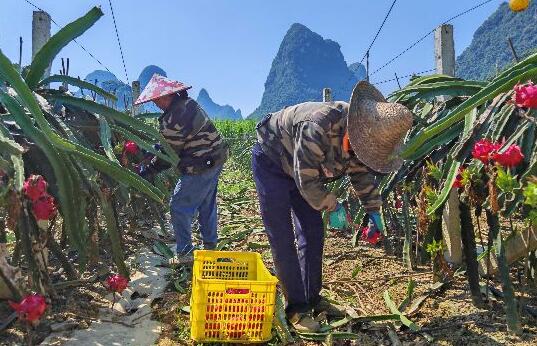 村民在采摘火龍果