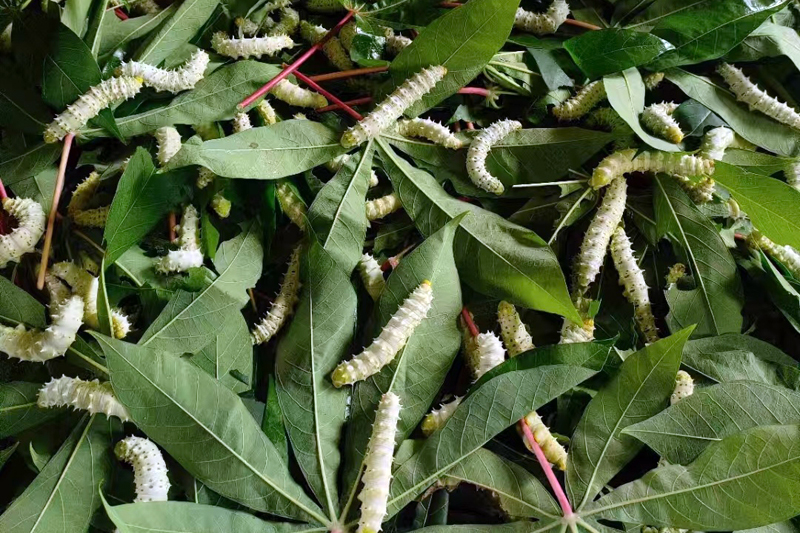 蠶農(nóng)用木薯葉飼養(yǎng)幼蠶。