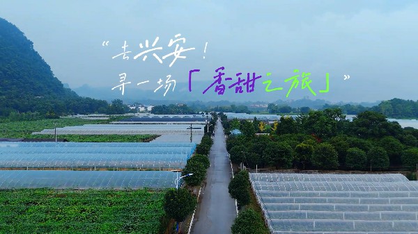 去興安尋一場(chǎng)香甜之旅