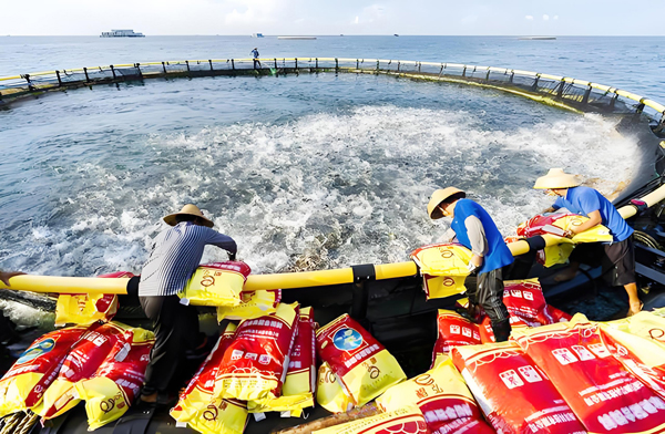 鐵山港金鯧魚遠(yuǎn)海養(yǎng)殖基地的員工正在給金鯧魚投喂飼料
