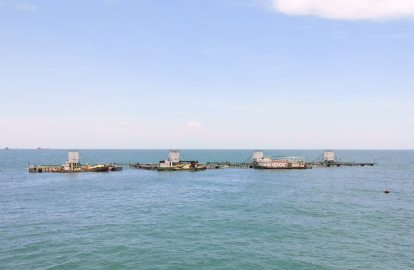 鐵山港金鯧魚遠(yuǎn)海養(yǎng)殖基地