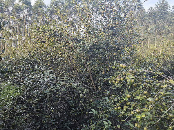 油茶果掛滿枝頭，果實(shí)飽滿。韋海臣攝