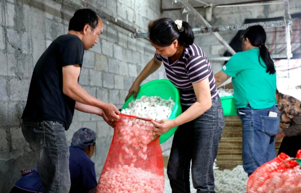 蠶繭價格創(chuàng)新高 蠶農(nóng)“量價”雙豐收