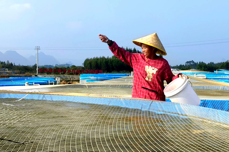 工人在撒飼料喂魚(yú)。
