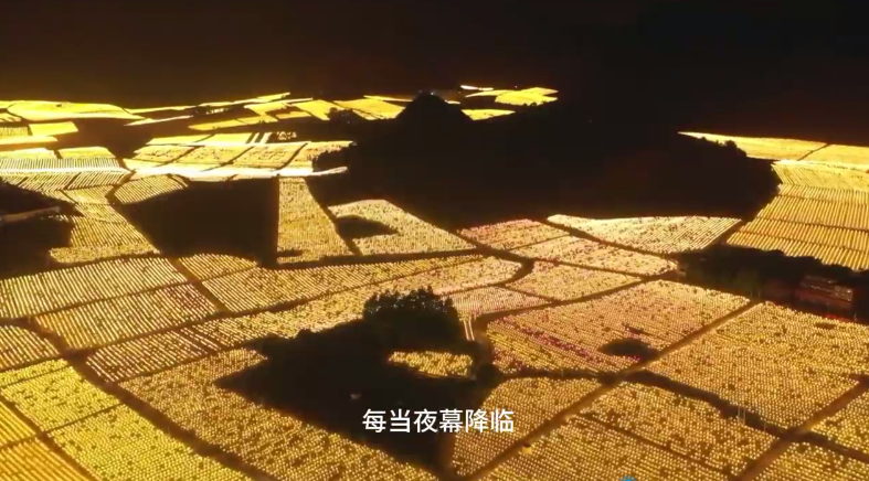 微視：星光燈海 隆安火龍果