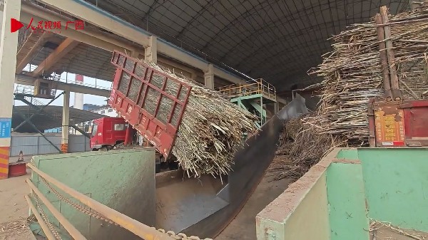 一根甘蔗是怎樣變成糖的