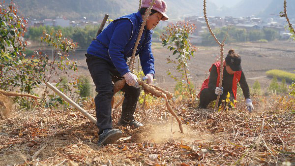 村民在收木薯。莫玉秀攝