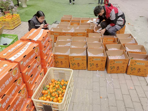 工作人員忙著打包沙糖桔。