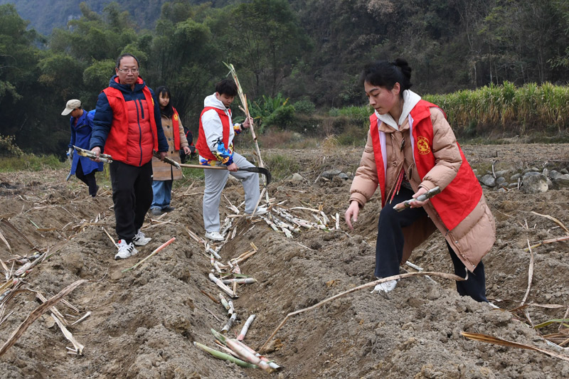 志愿者在幫助村民擺放蔗種。