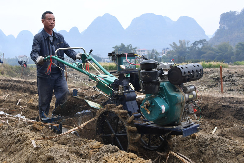 村民在駕駛農(nóng)機(jī)給新種植的甘蔗覆土蓋膜。