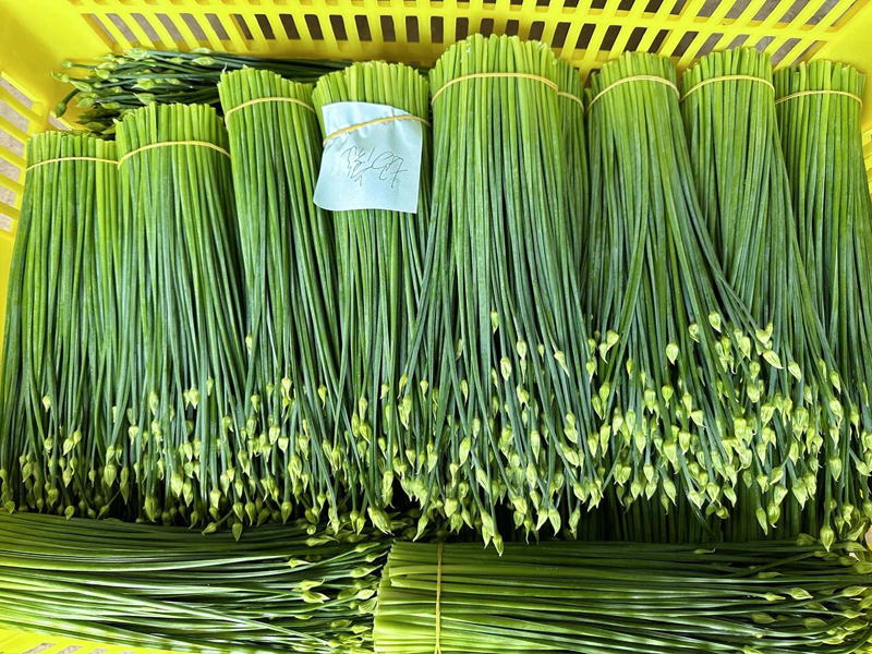 大新縣下雷鎮(zhèn)：能人回鄉(xiāng)種菜苔 “采”出致富路近年來，下雷鎮(zhèn)深入實施“人才回歸”工程，以“鄉(xiāng)情、村情、親情”為紐帶，引導(dǎo)在外人才“回歸家鄉(xiāng)、反哺家鄉(xiāng)、發(fā)展家鄉(xiāng)”，因地制宜發(fā)展“一村一品”“一村一業(yè)”，帶動村民增收致富?！驹敿?xì)】 
