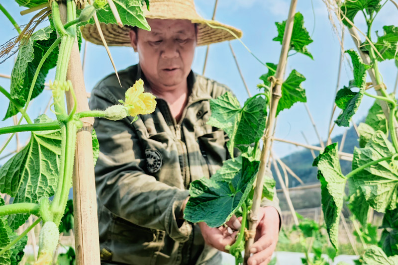農(nóng)戶在固定瓜藤。