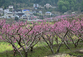 田園風(fēng)光