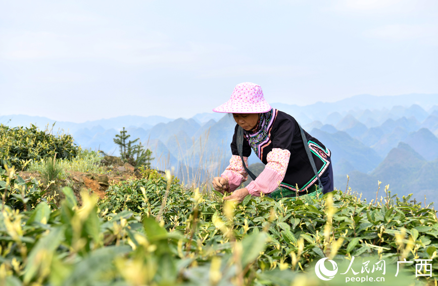 茶農(nóng)在采摘茶葉。