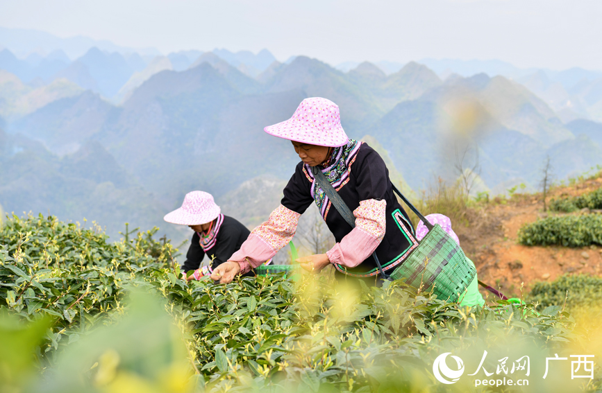 茶農(nóng)在采摘茶葉。
