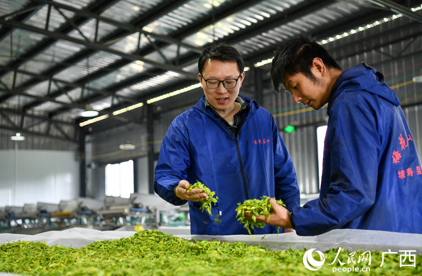 工作人員在查看新采摘回來(lái)的茶葉。