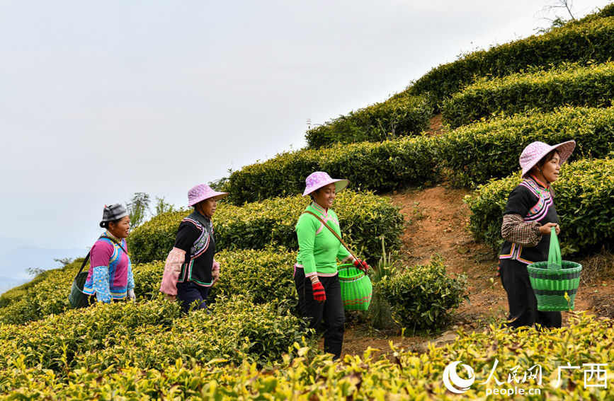 茶農(nóng)走在采茶的路上。