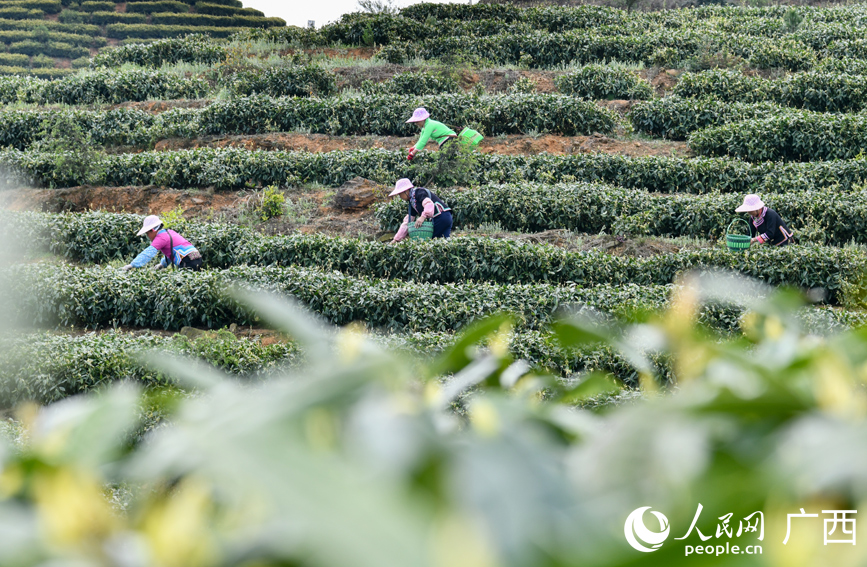 茶農(nóng)在茶園里采摘茶葉。