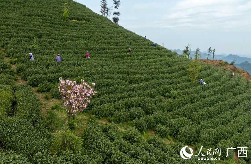 茶農(nóng)搶抓晴天好天氣采摘新茶。