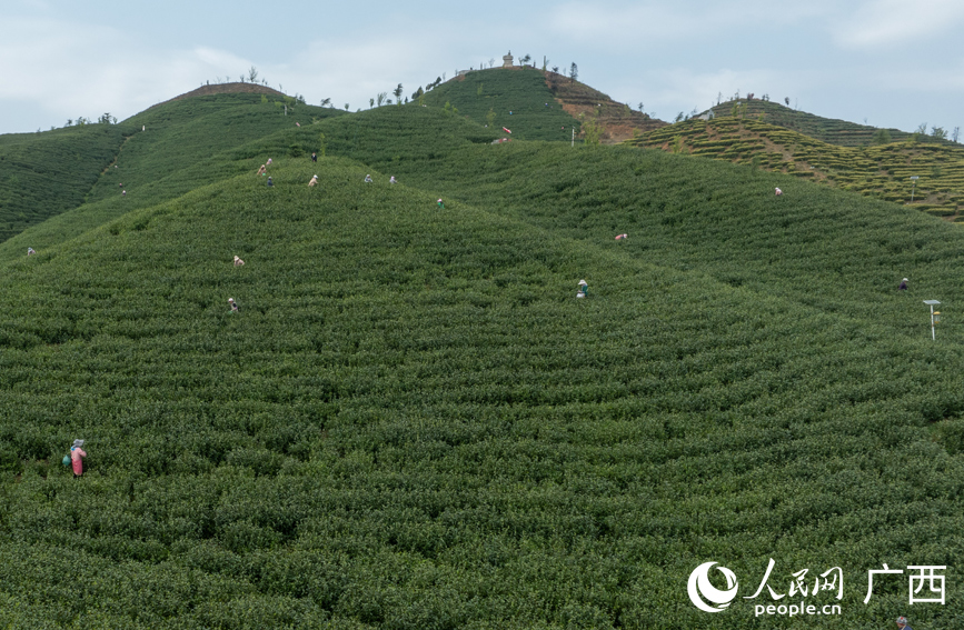 滿山的茶樹(shù)郁郁蔥蔥。